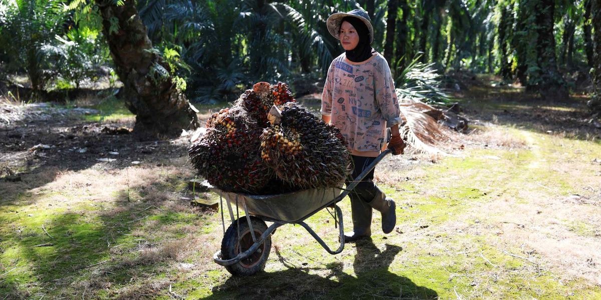 分析师预计明年棕榈油价格将因干旱天气和生物柴油需求而维持高位